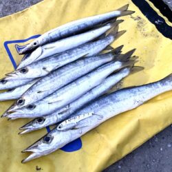 ギガカマス狙いで！